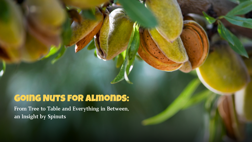 Going Nuts for Almonds: From Tree to Table and Everything in Between, an Insight by Spinuts.